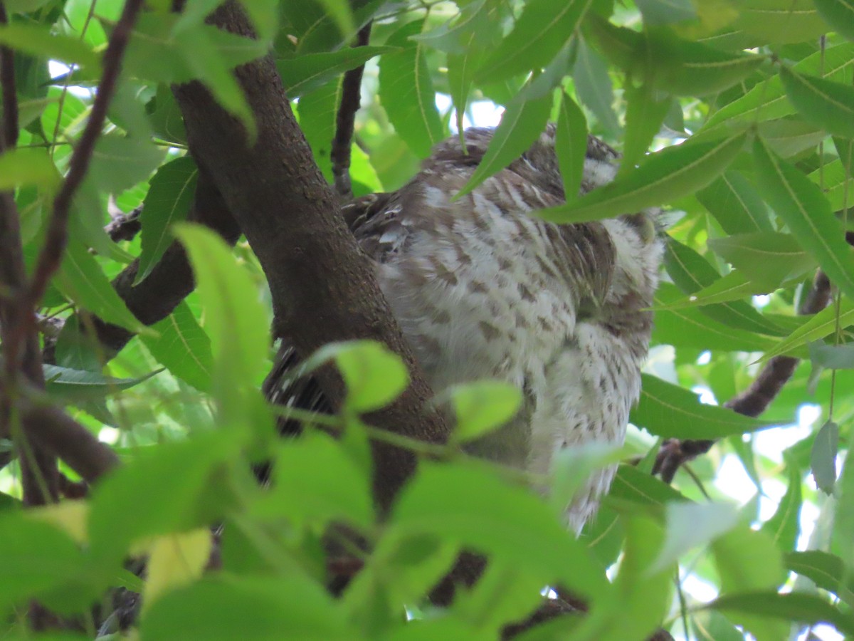 Spotted Owlet - ML624219043