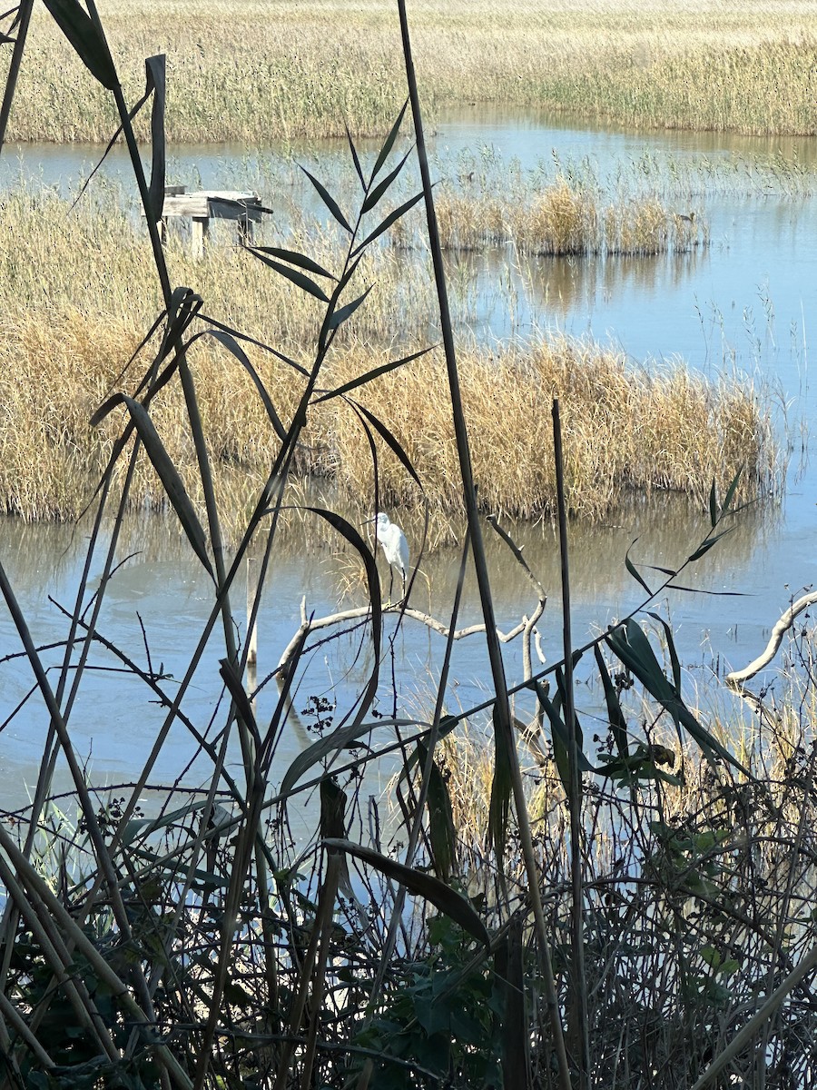 Little Egret - Lars Refsgaard