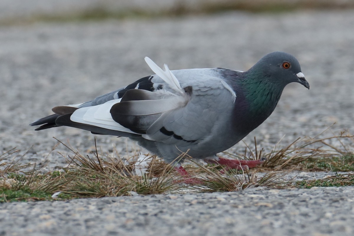 Rock Pigeon (Feral Pigeon) - ML624219072