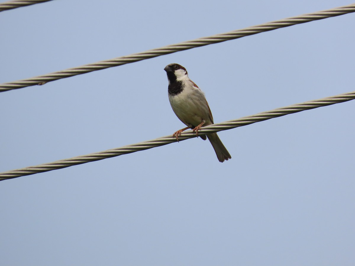 House Sparrow - ML624219075