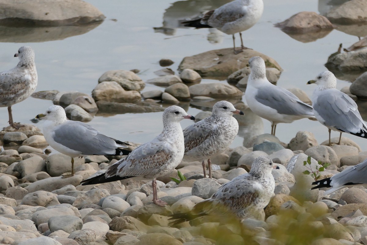 Ring-billed Gull - ML624219077