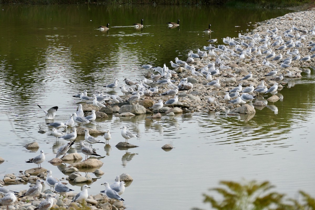 Ring-billed Gull - ML624219078