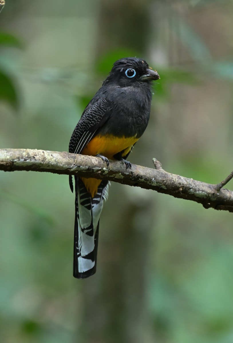 Ak Kuyruklu Trogon - ML624219085