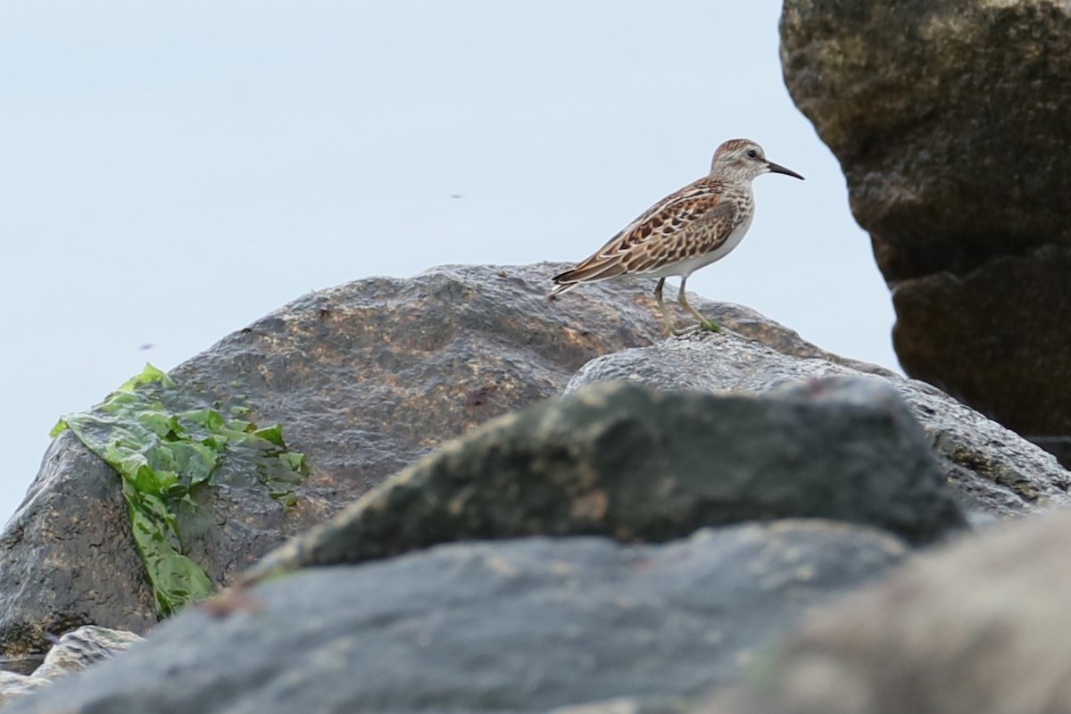 Least Sandpiper - ML624219101