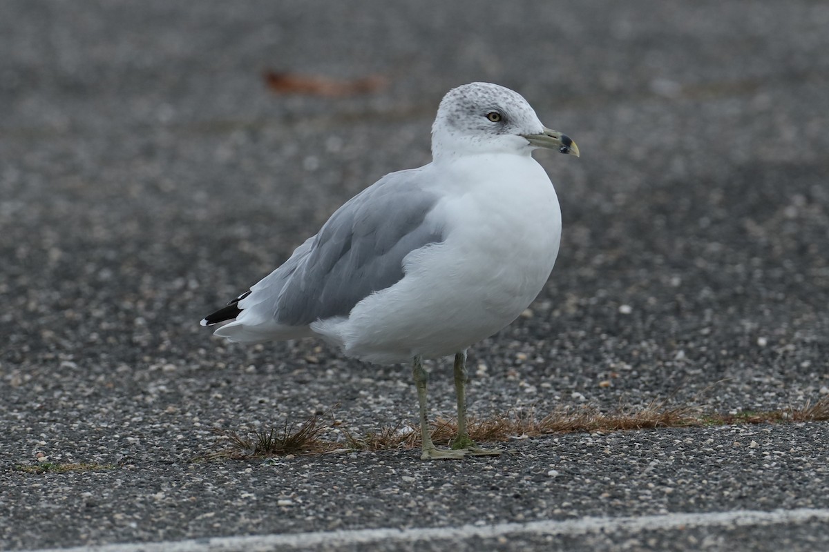 Ring-billed Gull - ML624219129