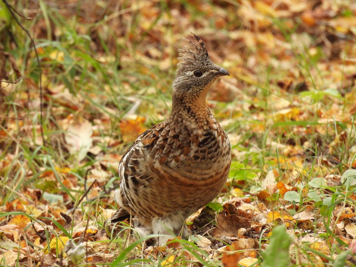 Ruffed Grouse - ML624219169