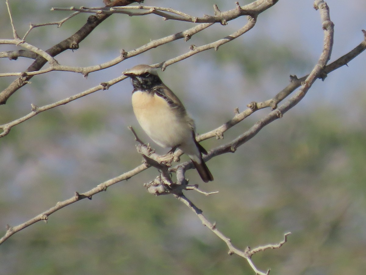 Desert Wheatear - ML624219180