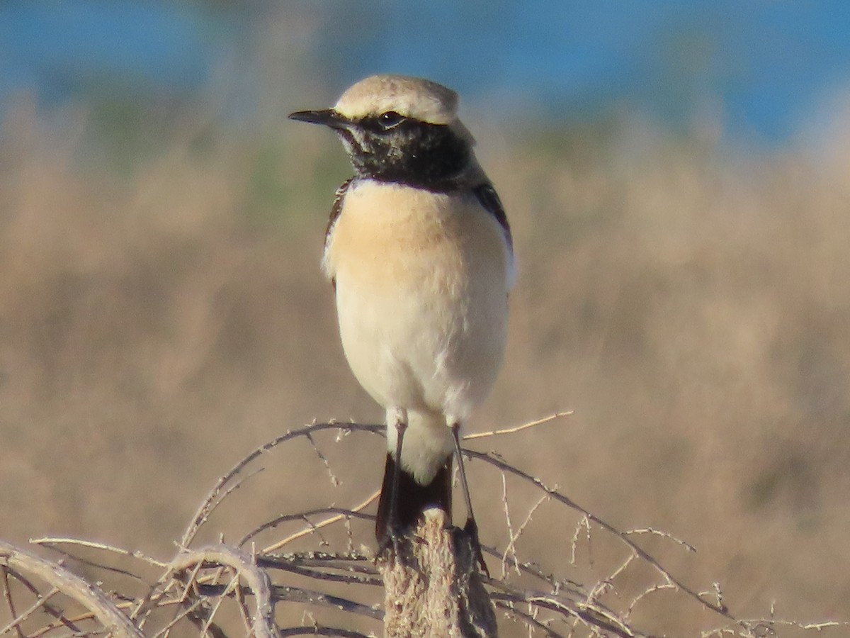 Desert Wheatear - ML624219181