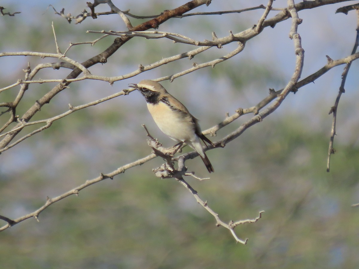 Desert Wheatear - Alireza Kiani nejad