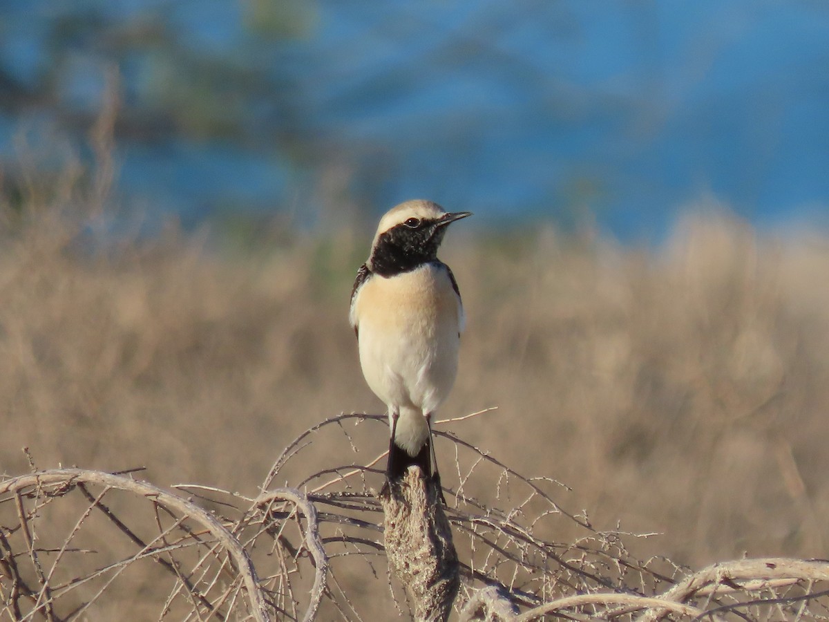 Desert Wheatear - ML624219185