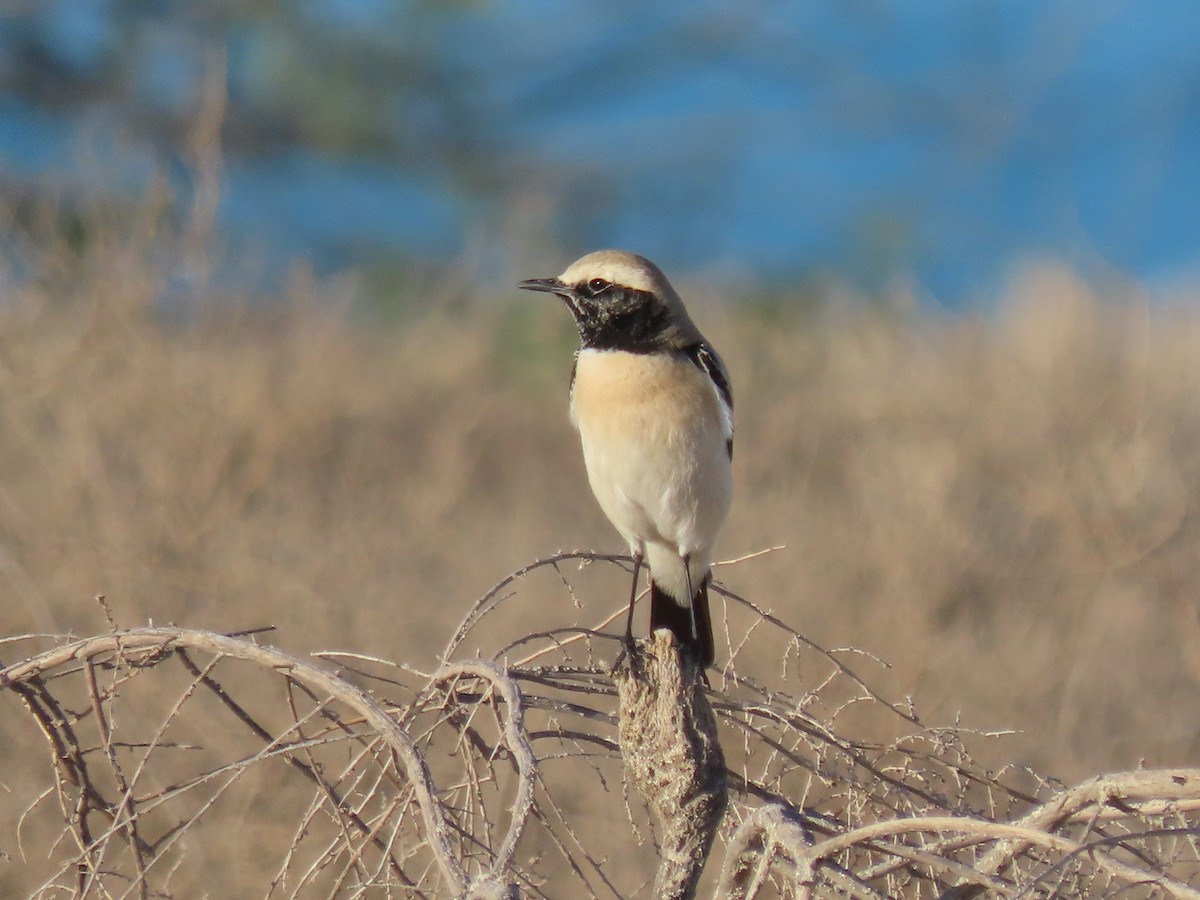 Desert Wheatear - ML624219186