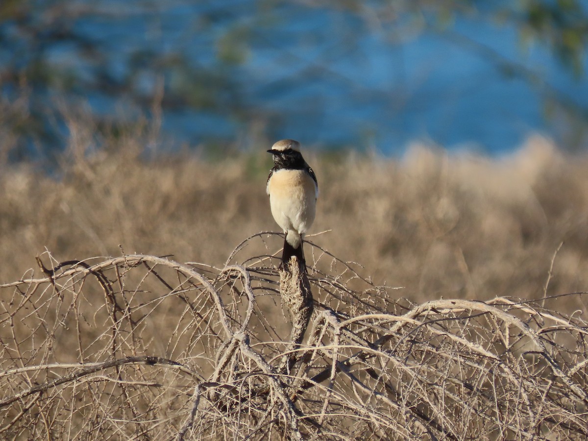 Desert Wheatear - ML624219192