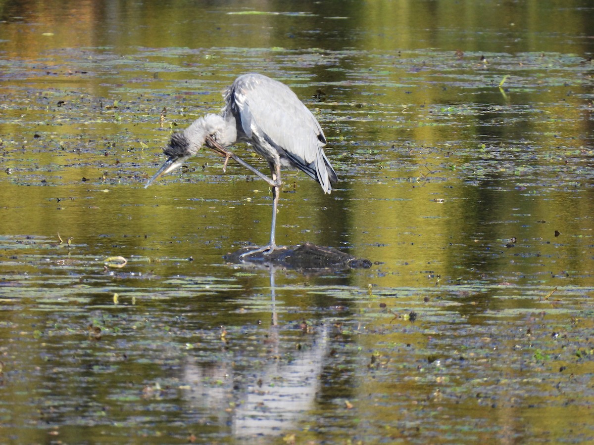 Great Blue Heron - ML624219206