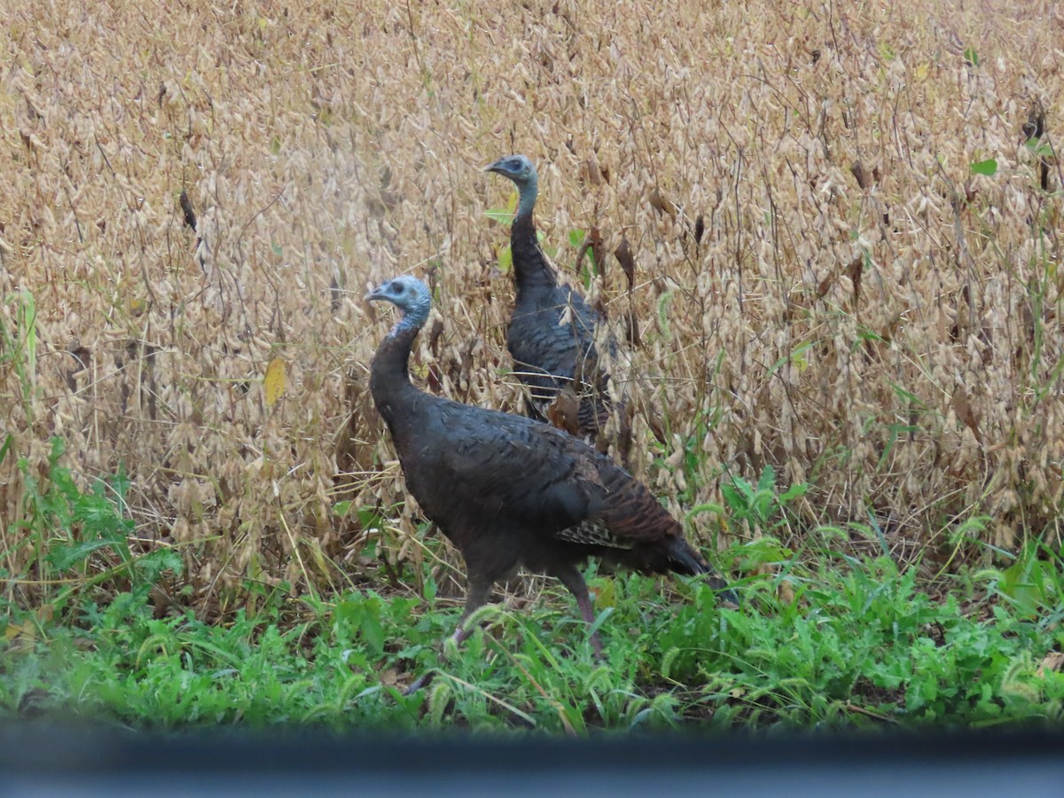 Wild Turkey - Carl Huffman