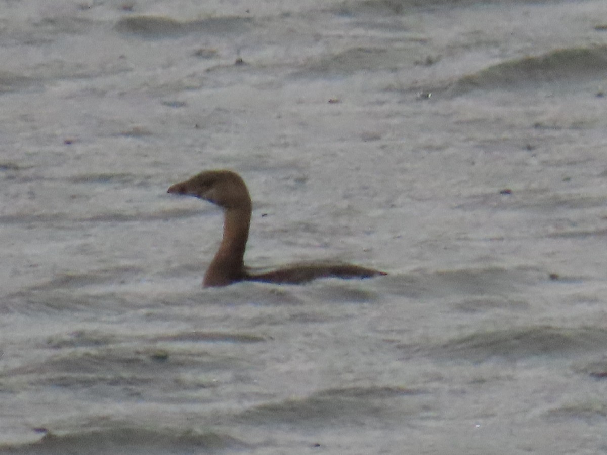 Pied-billed Grebe - ML624219233