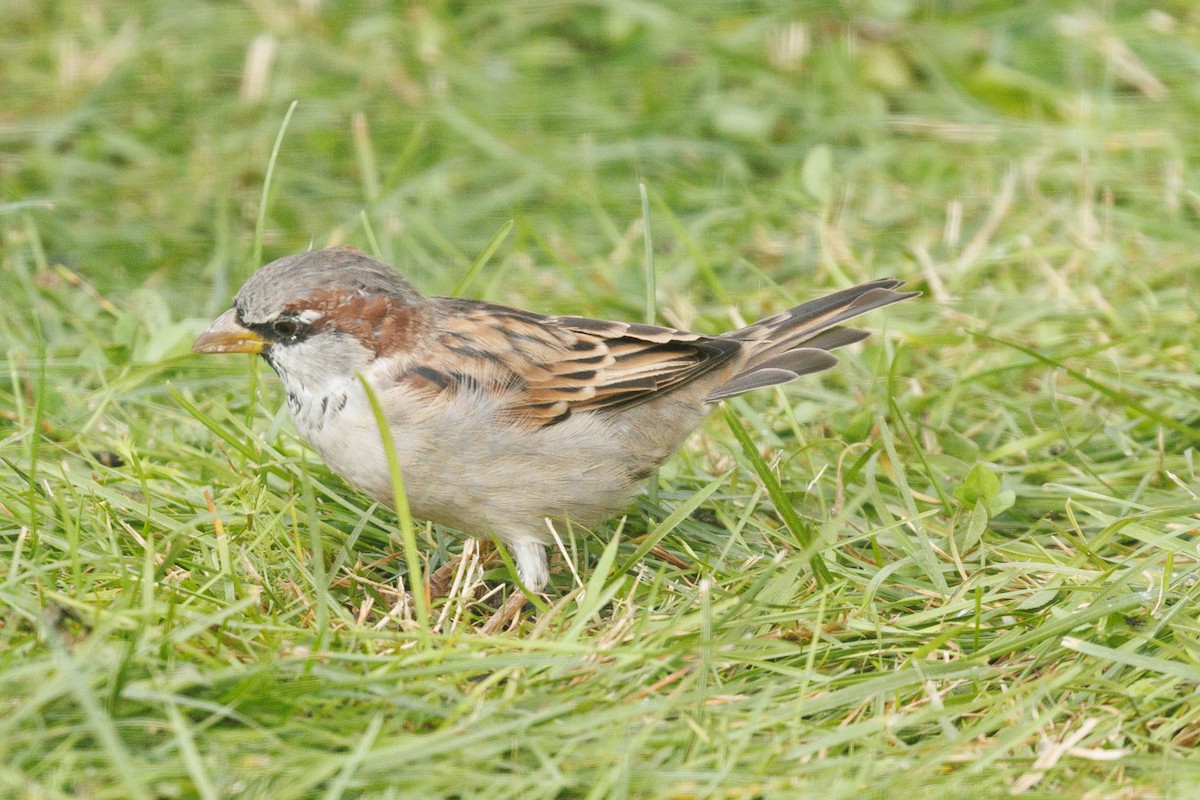 House Sparrow - ML624219235