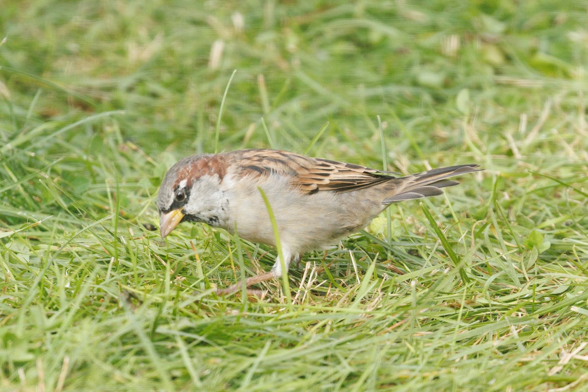 House Sparrow - ML624219236