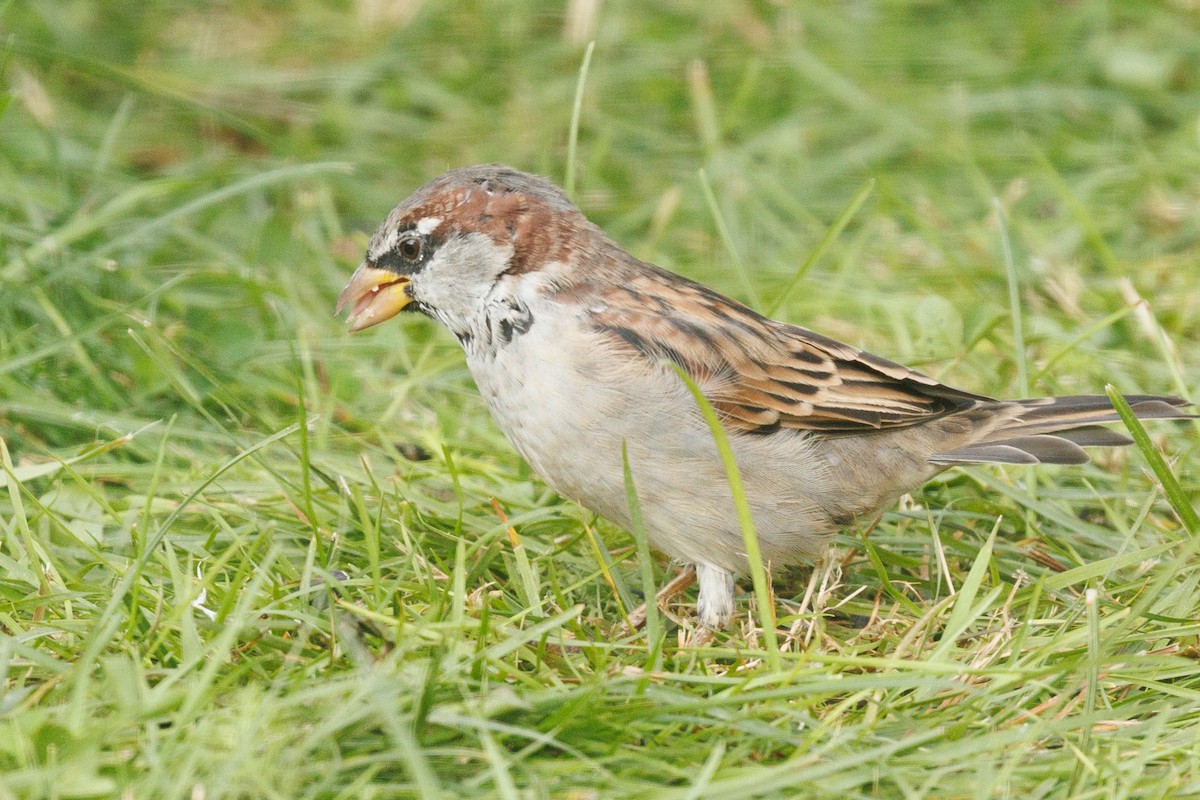 House Sparrow - ML624219242