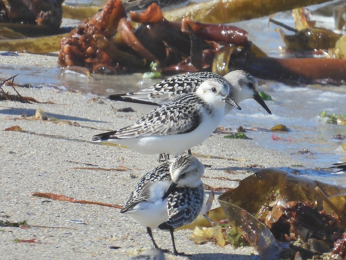 Bécasseau sanderling - ML624219266