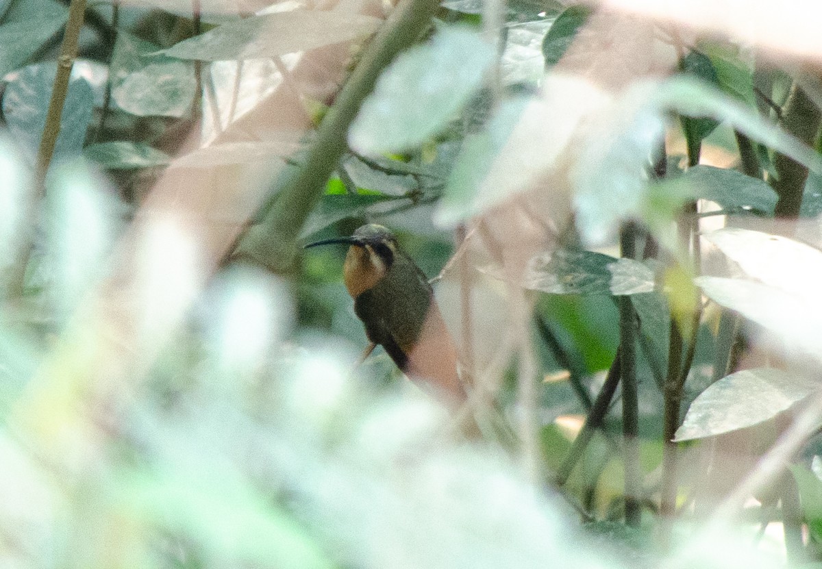 planaltoeremitt - ML624219269