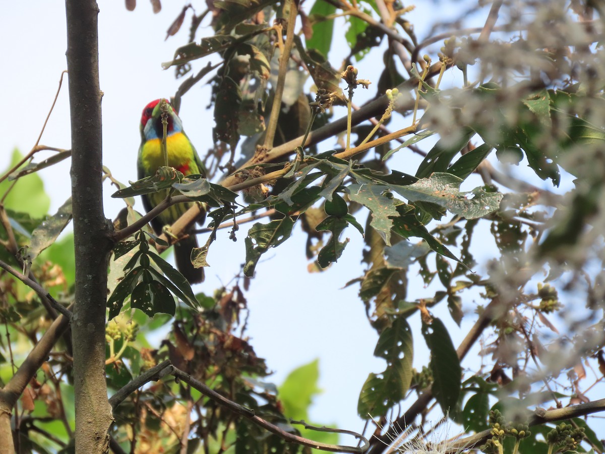 Çok Renkli Barbet - ML624219275