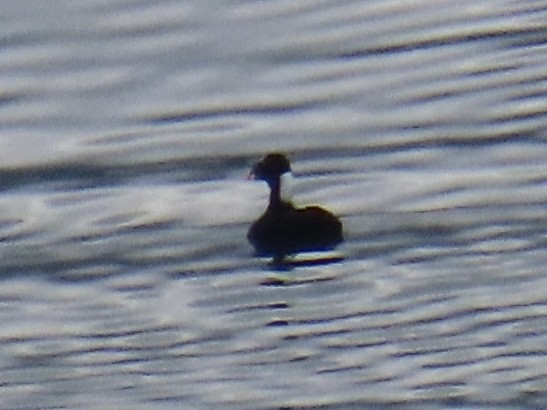 Surf Scoter - Don Witter