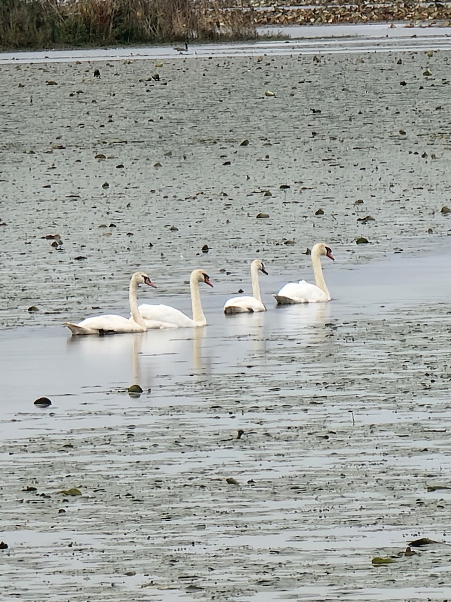 Mute Swan - ML624219287