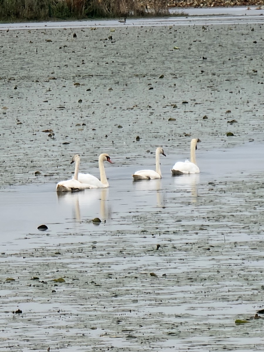 Mute Swan - ML624219289