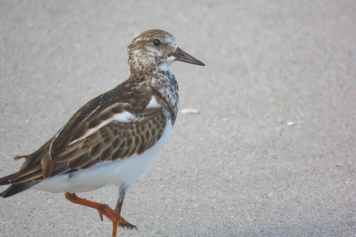 Ruddy Turnstone - ML624219299