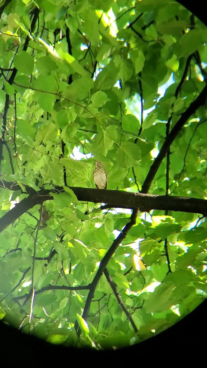 Swainson's Thrush - ML624219323