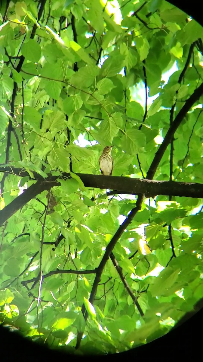 Swainson's Thrush - ML624219324