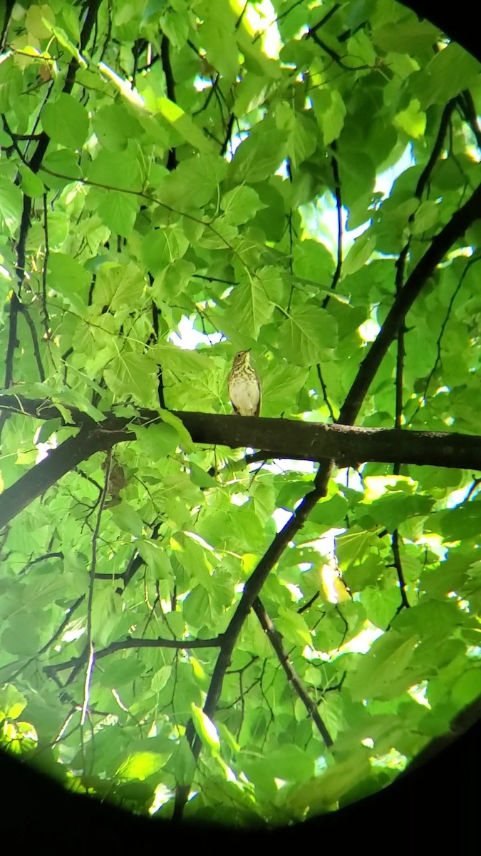 Swainson's Thrush - ML624219325