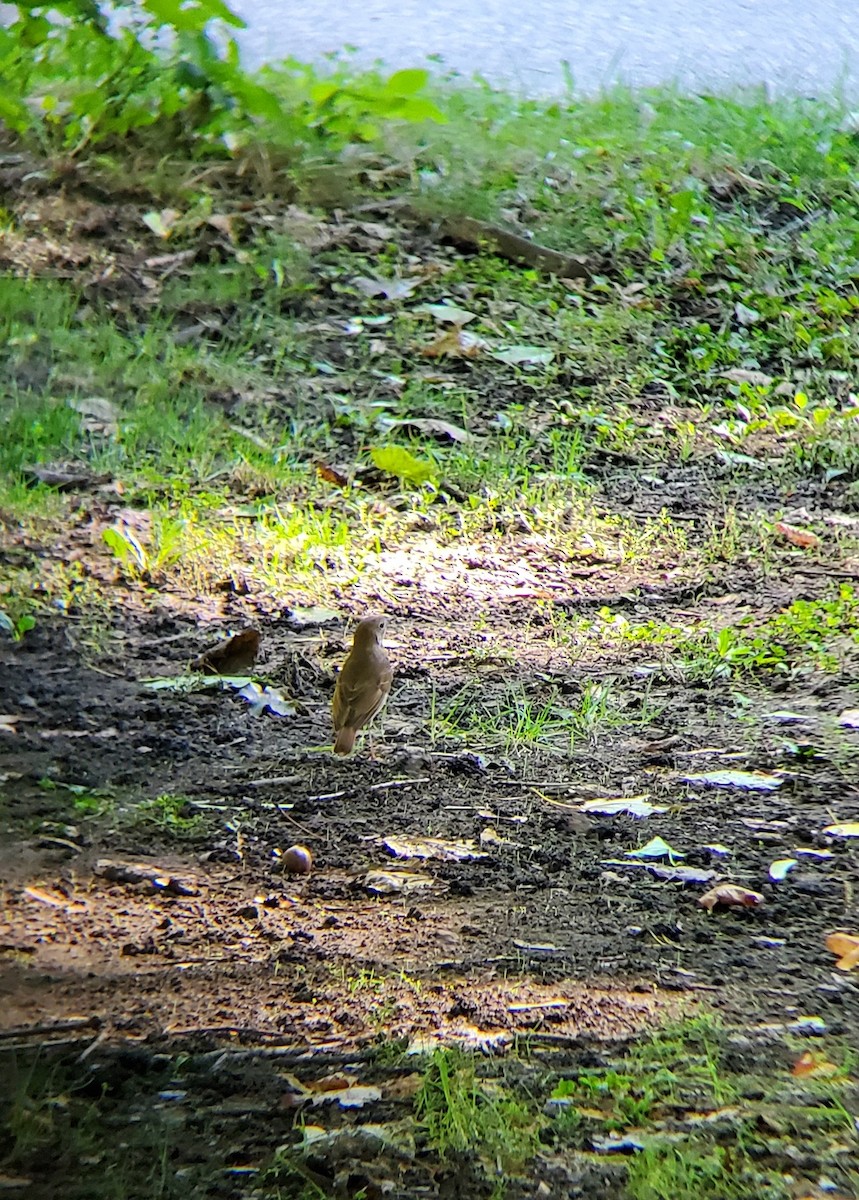 Hermit Thrush - Songy Jongy