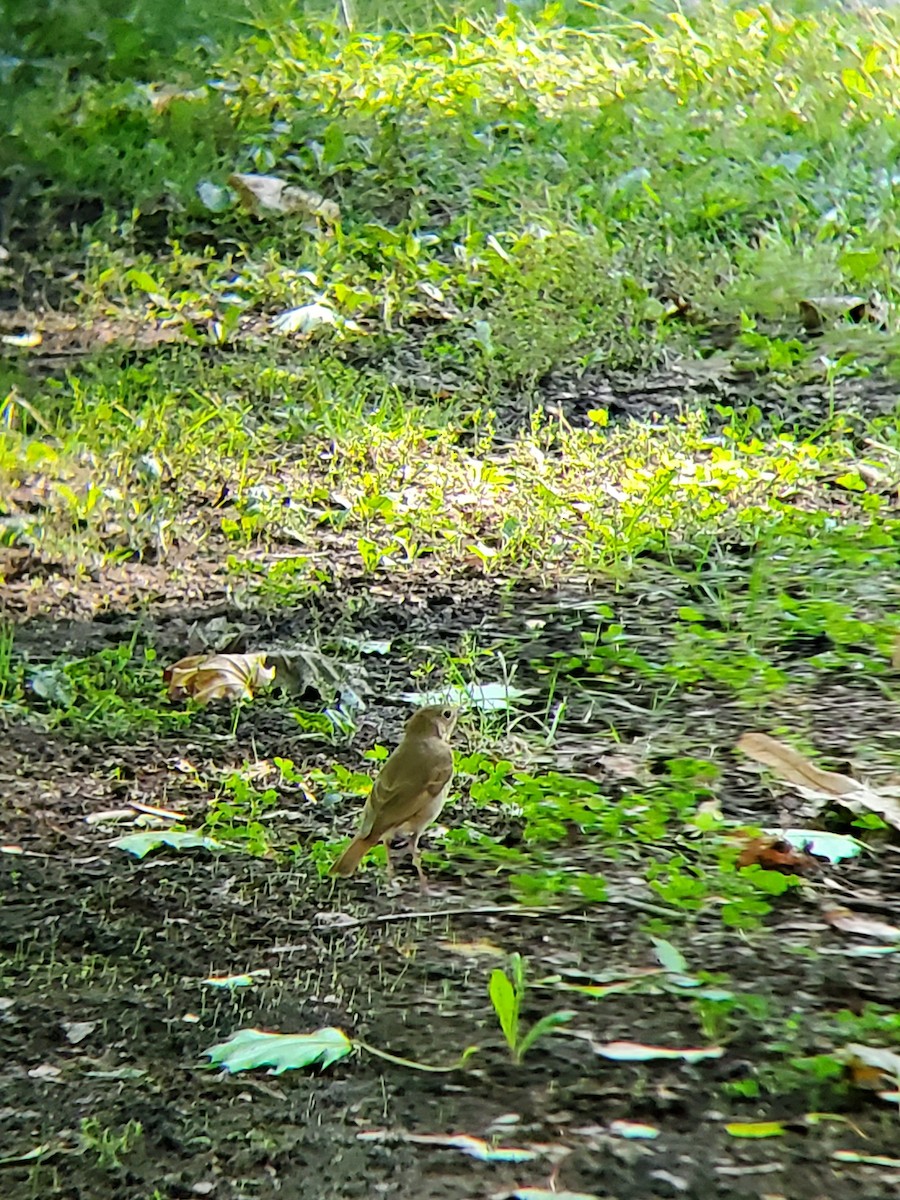 Swainson's Thrush - ML624219327