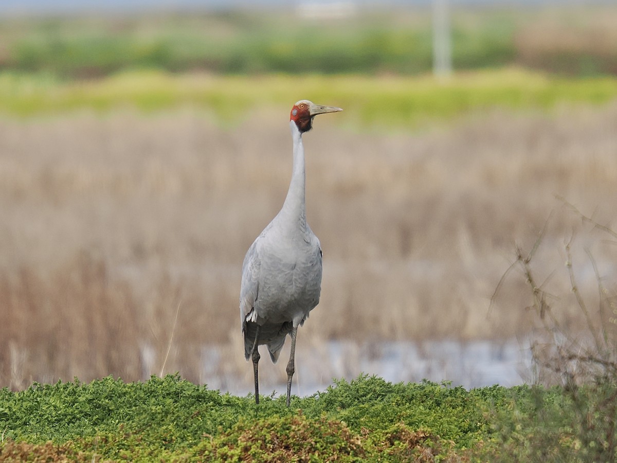 Brolga - ML624219331