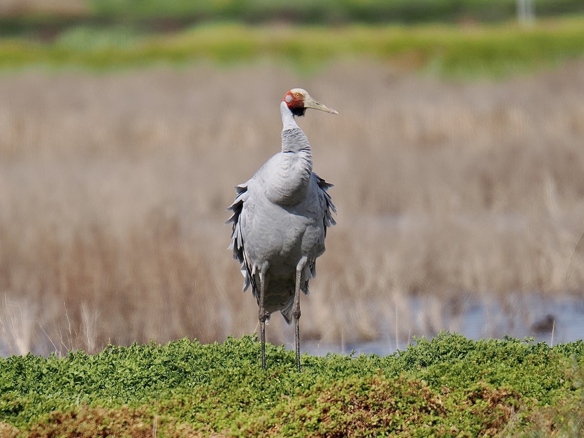 Brolga - Isa Dav