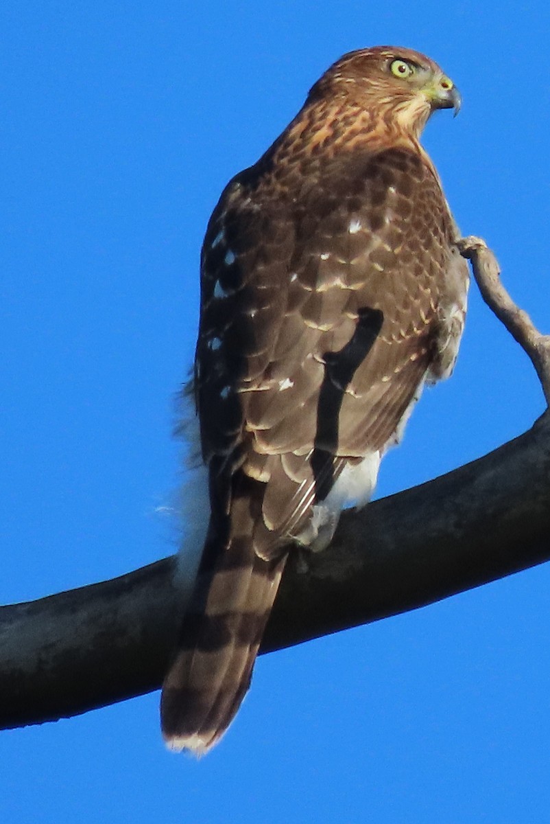 Cooper's Hawk - ML624219335