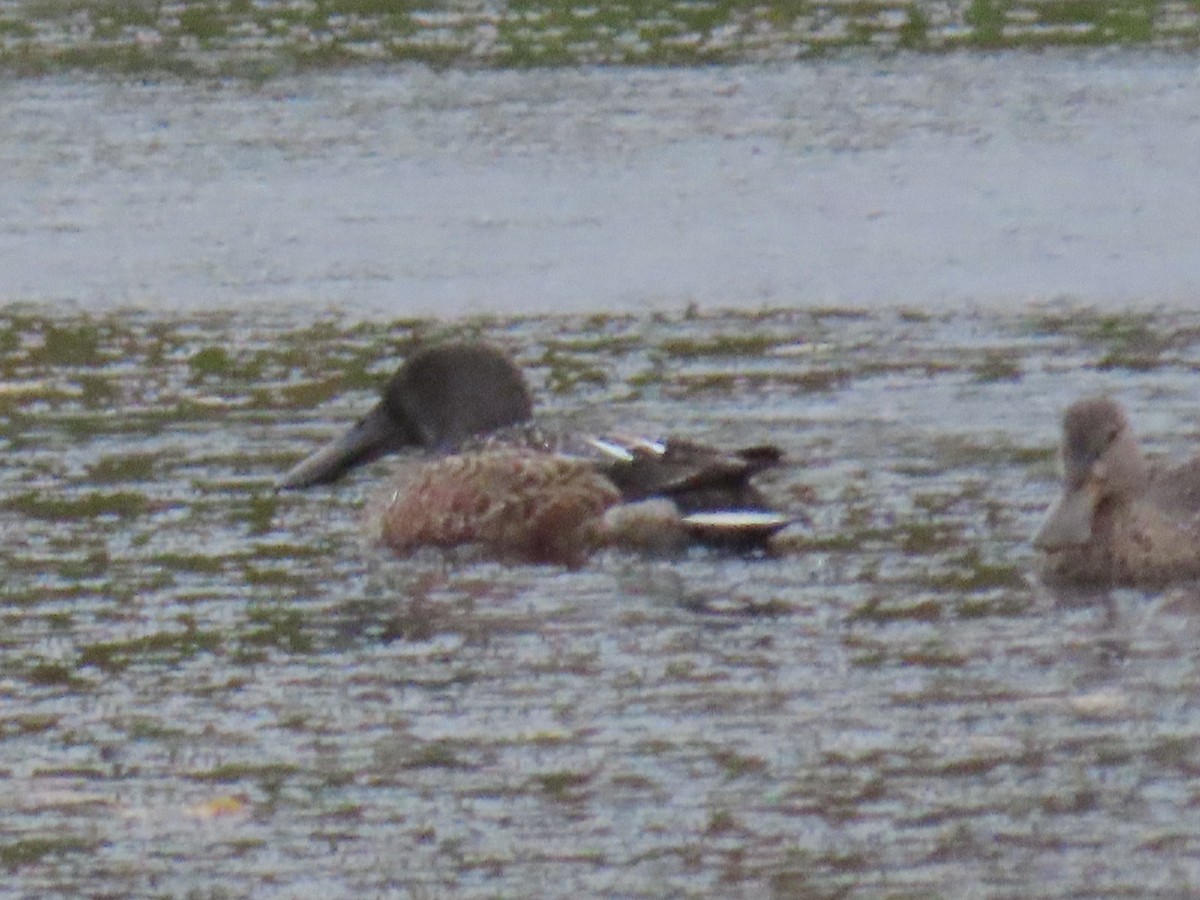 Northern Shoveler - ML624219339