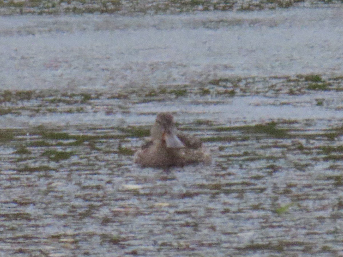 Northern Shoveler - ML624219340