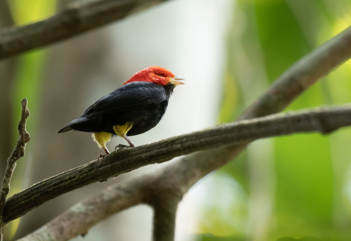 Red-capped Manakin - ML624219357