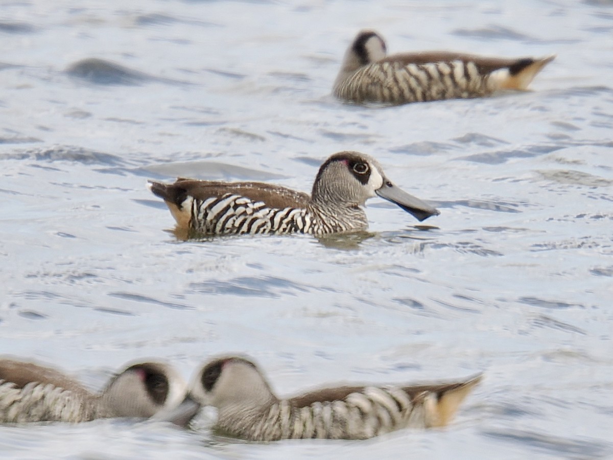 Pink-eared Duck - ML624219370