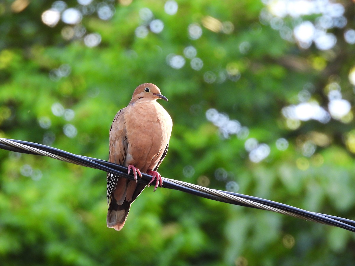 Zenaida Dove - ML624219379