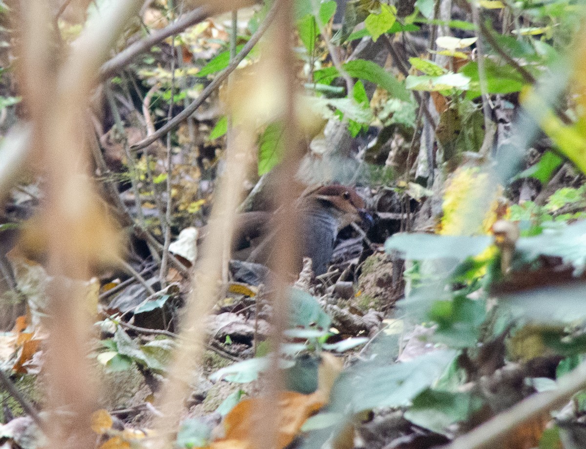 White-throated Quail-Dove - ML624219391