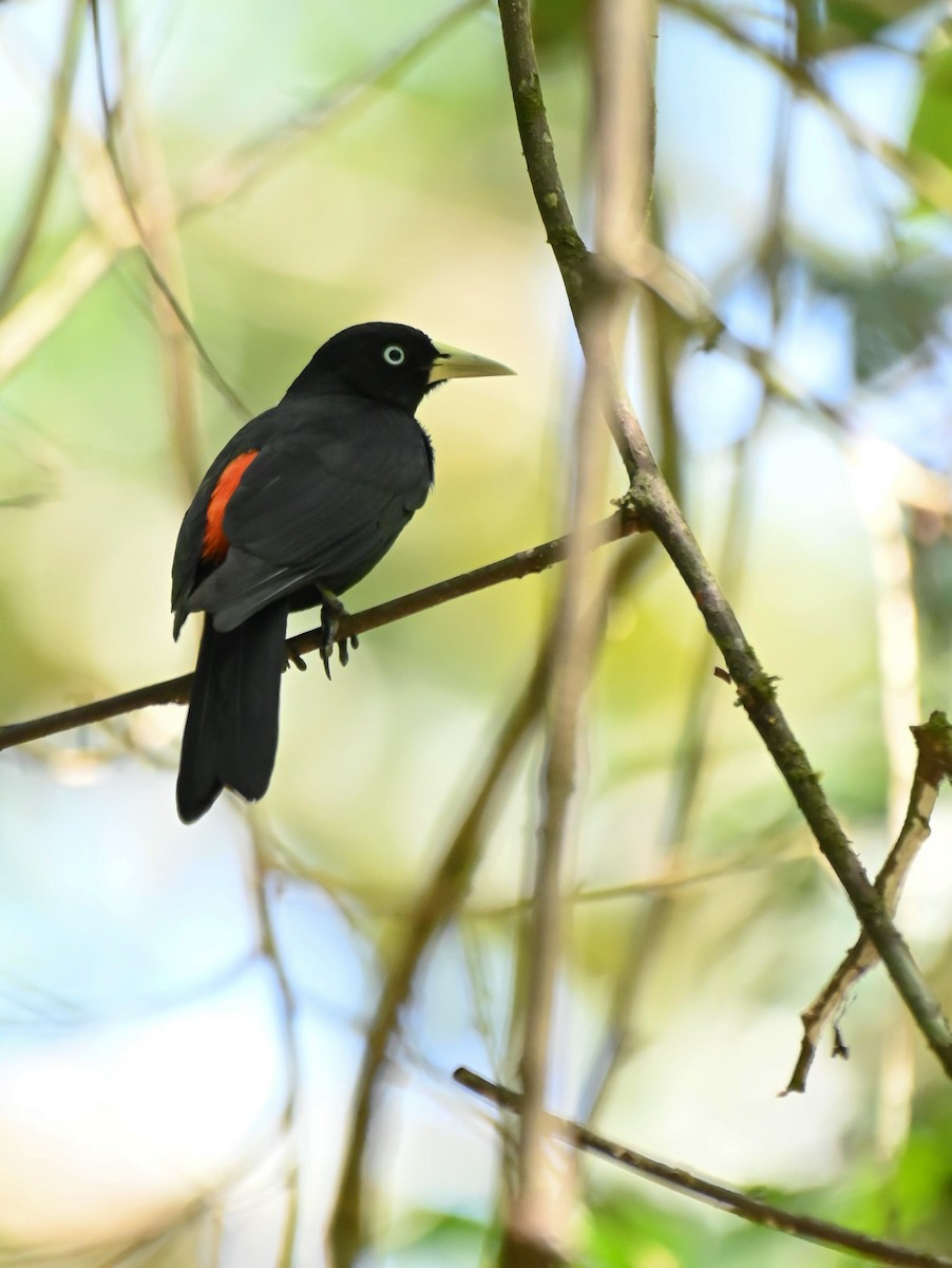 Scarlet-rumped Cacique - ML624219409