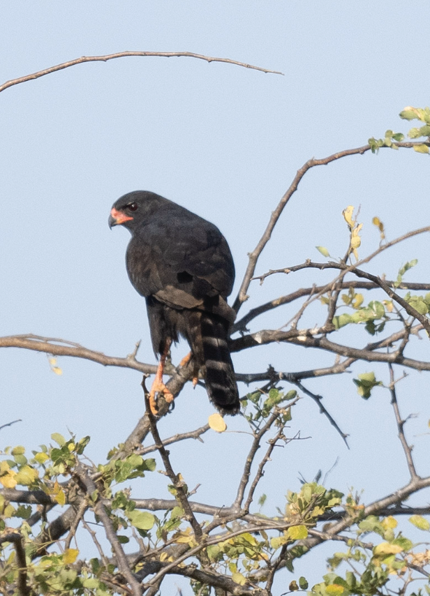 Gabar Goshawk - Anonymous