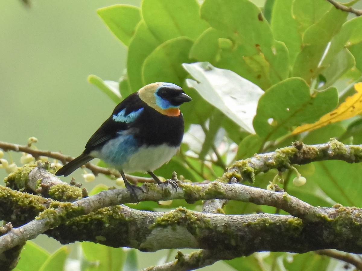 Golden-hooded Tanager - ML624219430