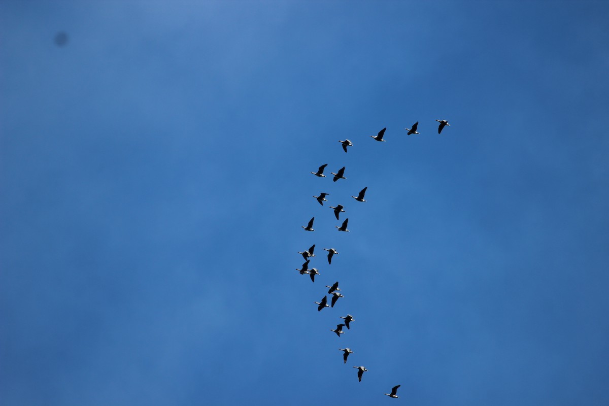 Pink-footed Goose - ML624219435