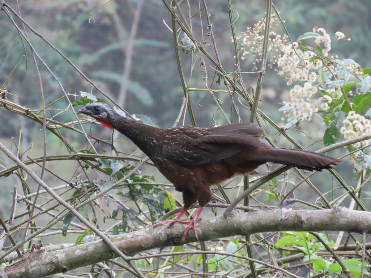 Andean Guan - ML624219436