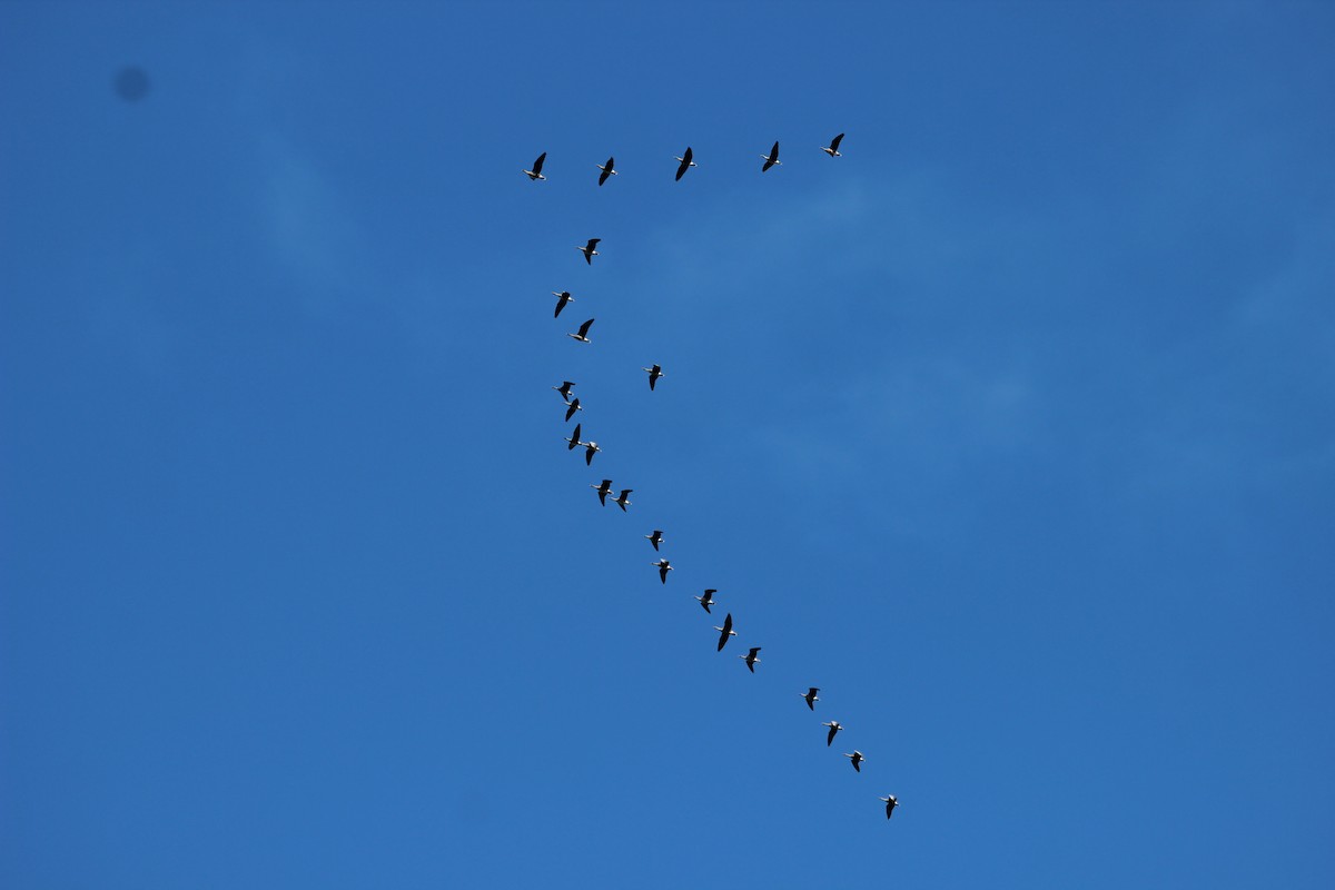 Pink-footed Goose - ML624219444