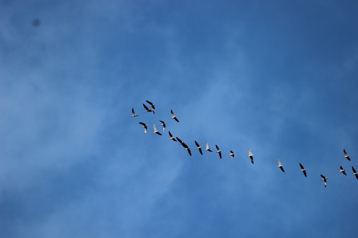 Pink-footed Goose - ML624219446